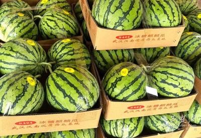 汉南家庭农场主张利利:种植大棚西瓜 收获甜蜜日子