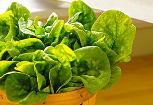 这菜欧洲卖30多一斤,人人抢着吃,我国只买几块钱