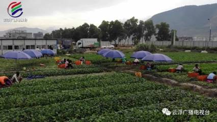 罗定罗镜镇:以蔬菜为“轴心” 打造全产业链运营模式