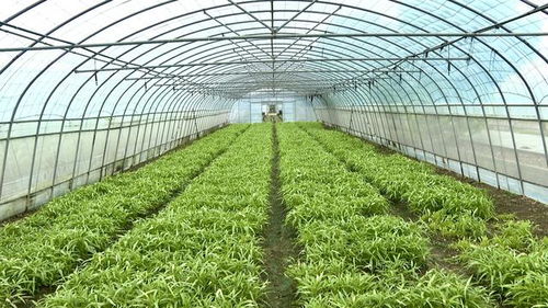 充分落实台风防御工作,松江各农业基地未发生显著受灾情况