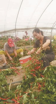 挎上 菜篮子 装满 钱袋子