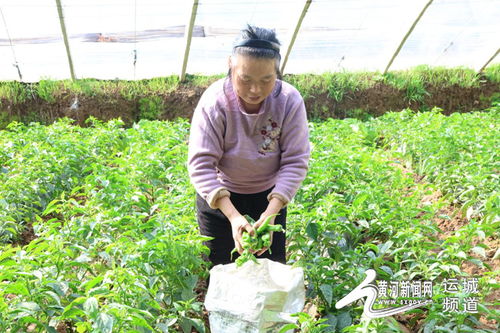 大棚经济奏响河东大地的幸福欢歌