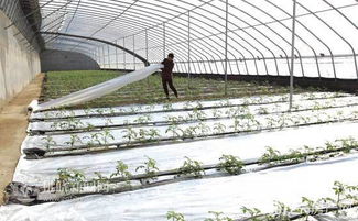 宿州埇桥区加强冬菜管理，助力家庭农场农民增收