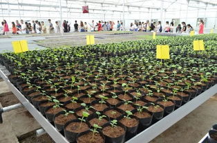 福利来袭！蔬菜种植家庭农场11万元现金等你领