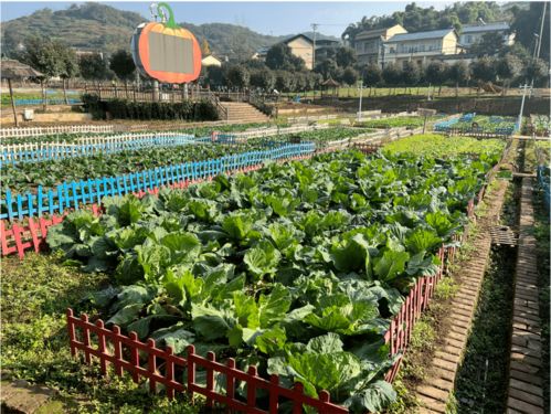 重庆沙坪坝 拓展乡村多重价值 推动资源要素互融的蔬菜种植家庭农场实践