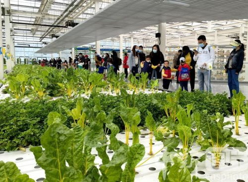 北京小朋友畅游智慧农场 体验智慧农业与蔬菜种植的乐趣