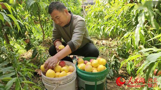河北高邑536个农业新型经营主体助推蔬菜种植集约化发展