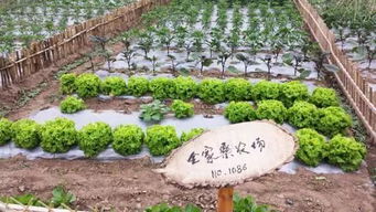 家庭农场运营与蔬菜种植的成功之道 融合社区与亲子元素，实现年入园10万人次