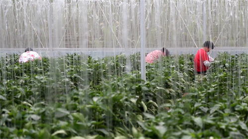东营市广饶县张守凤家庭农场 蔬菜种植典范引领全国家庭农场发展