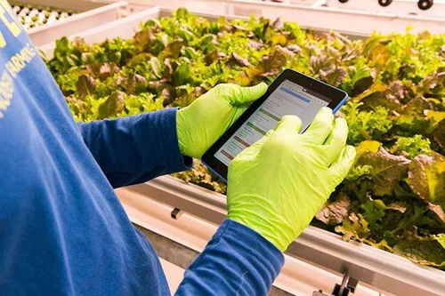 未来农场 绿色金矿——蔬菜种植家庭农场新篇章