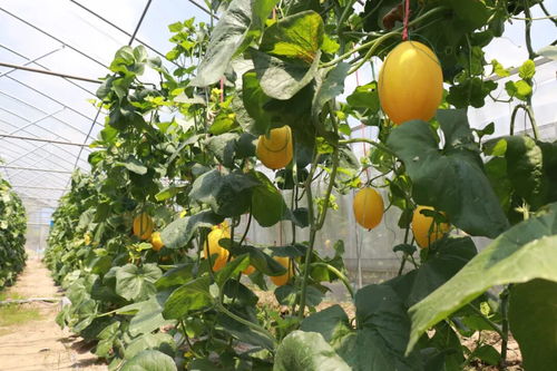 政府引导、科技支撑、市场带动 镇隆镇设施农业发展之路