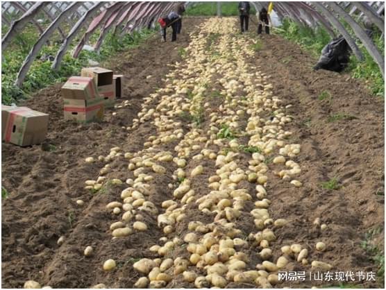 绿色产业引领致富新机——济阳县孙耿镇农之星蔬菜合作社与家庭农场的发展之路