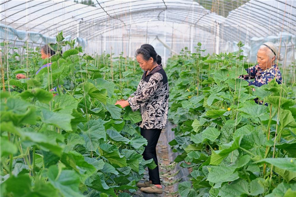 重庆梁平区 稳定蔬菜种植 全力保障市民“菜篮子”