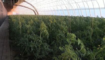 家庭农场蔬菜种植 从理念到实践的全方位指南