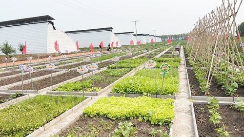 兰西蔬菜种植家庭农场的发展思路